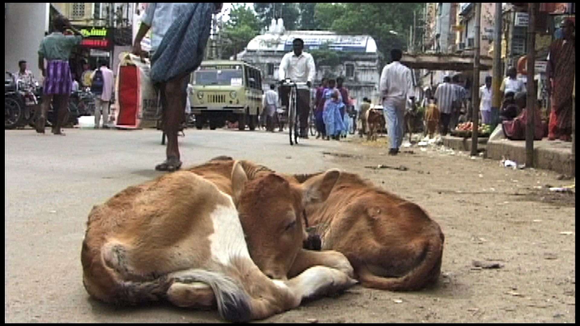 two calfs sleeping in the street